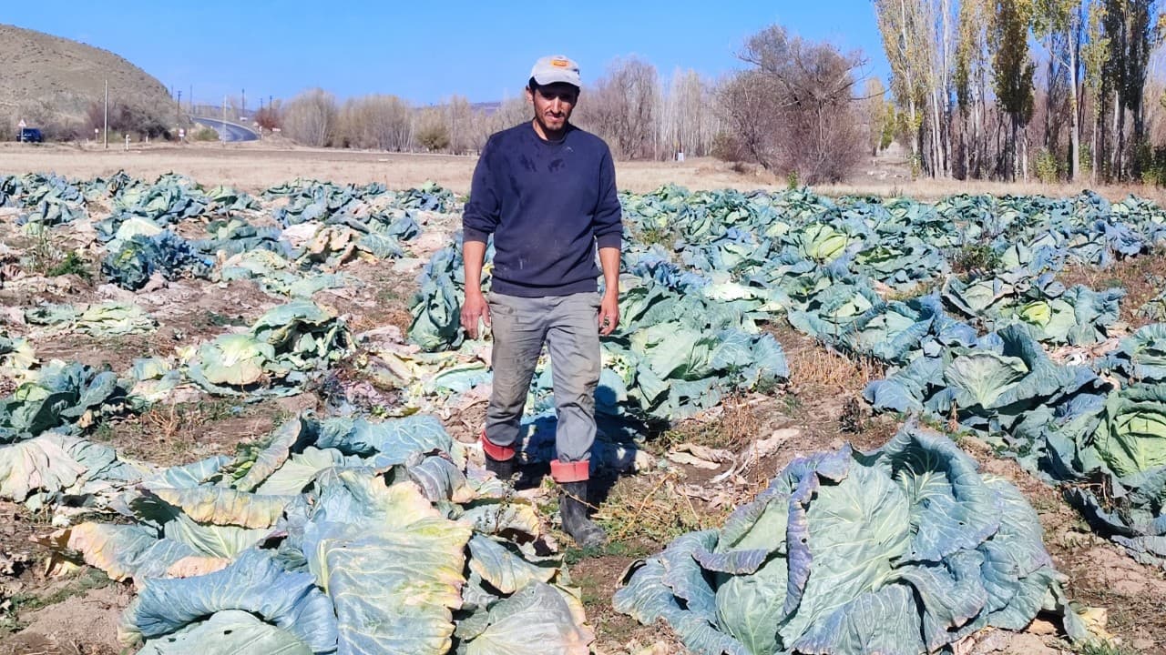 Yozgat’ta 30 Yıldır Lahana Üreten Baba ve Oğul Yozgat’ta 30 Yıldır Lahana Üreten Baba ve Oğul